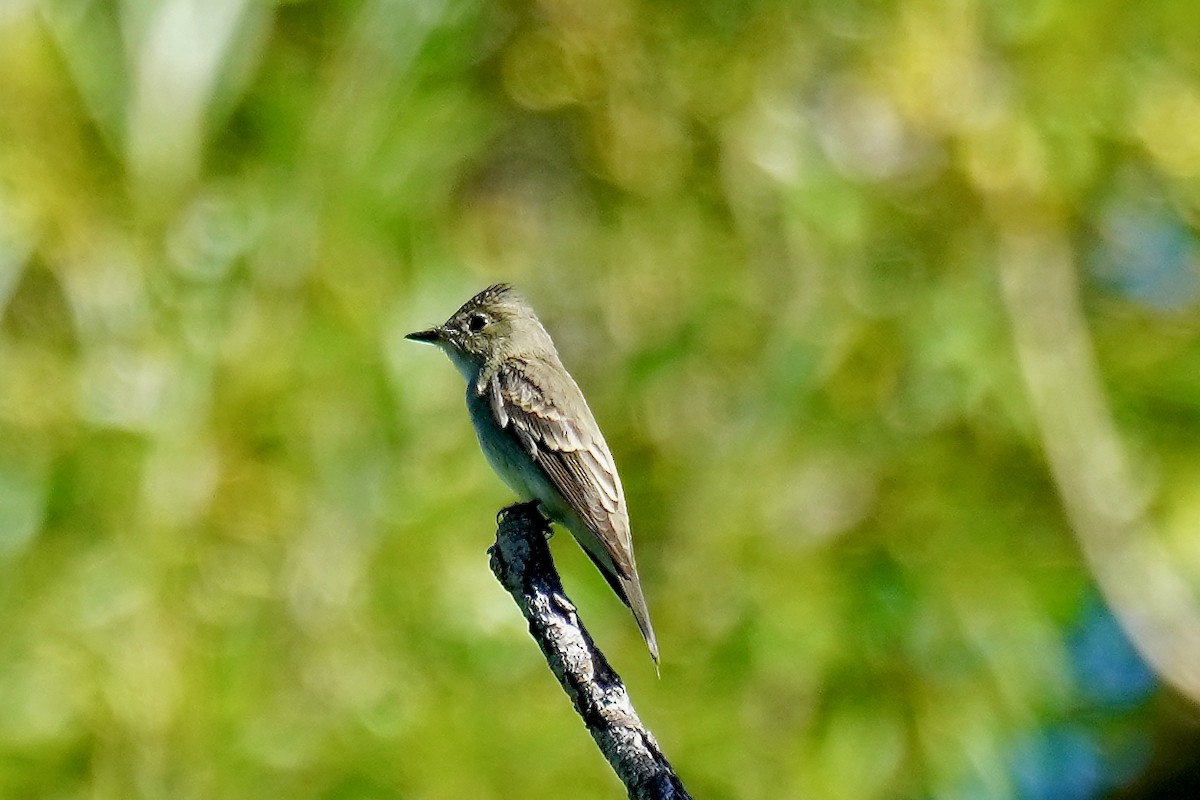 Western Wood-Pewee - Eve Lempriere