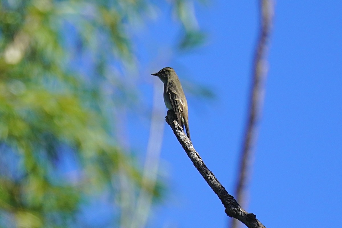 Blasskehl-Schnäppertyrann - ML486882881