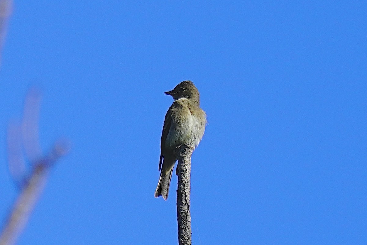 Western Wood-Pewee - ML486882891