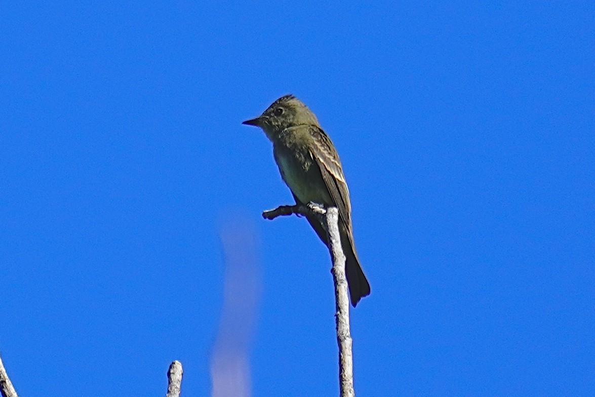 Western Wood-Pewee - Eve Lempriere