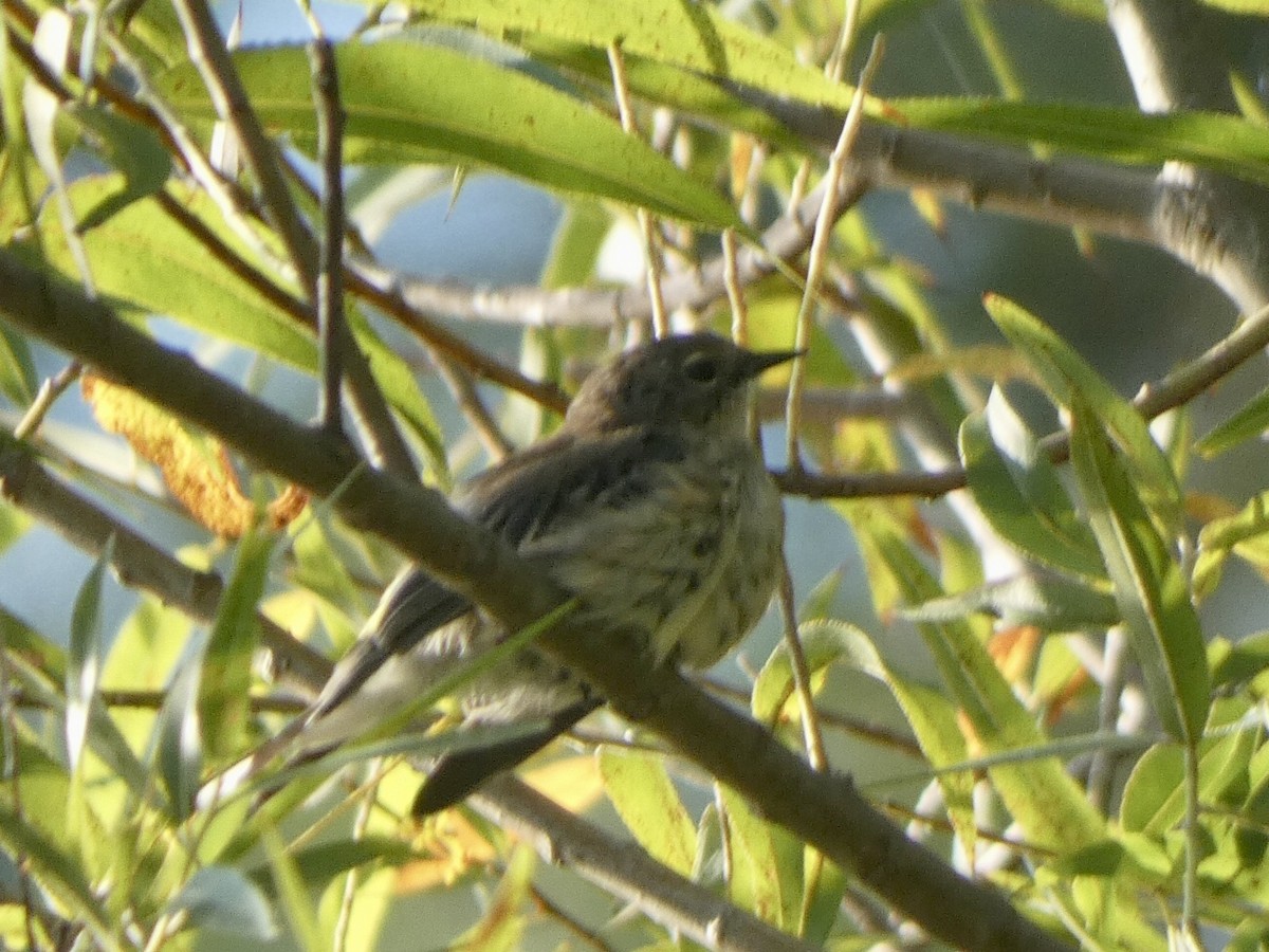 Yellow-rumped Warbler - ML486883501