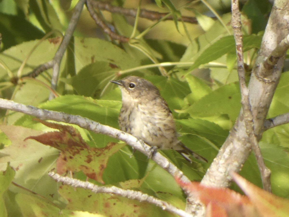 Yellow-rumped Warbler - ML486883511