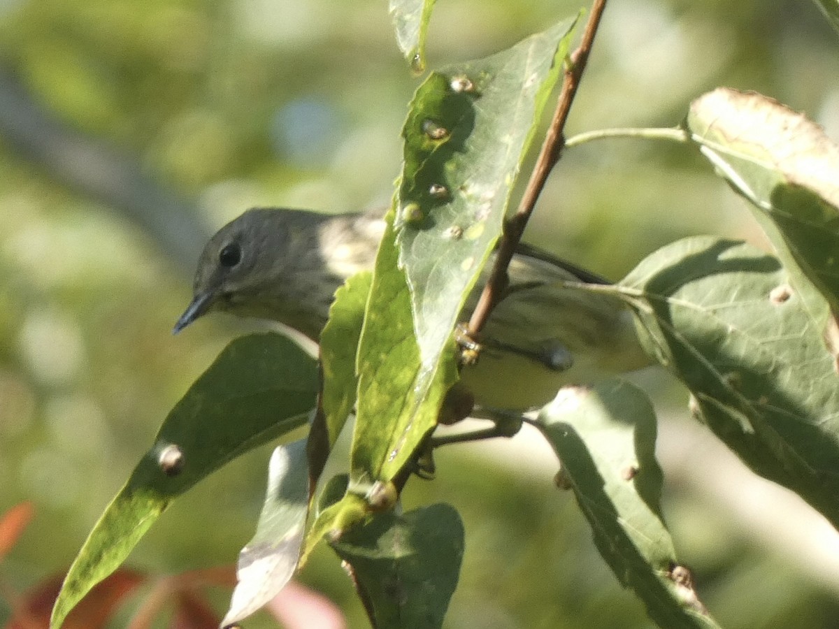 Cape May Warbler - ML486883791