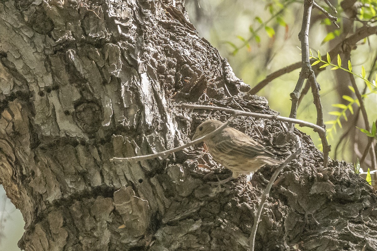 House Finch - ML486885941