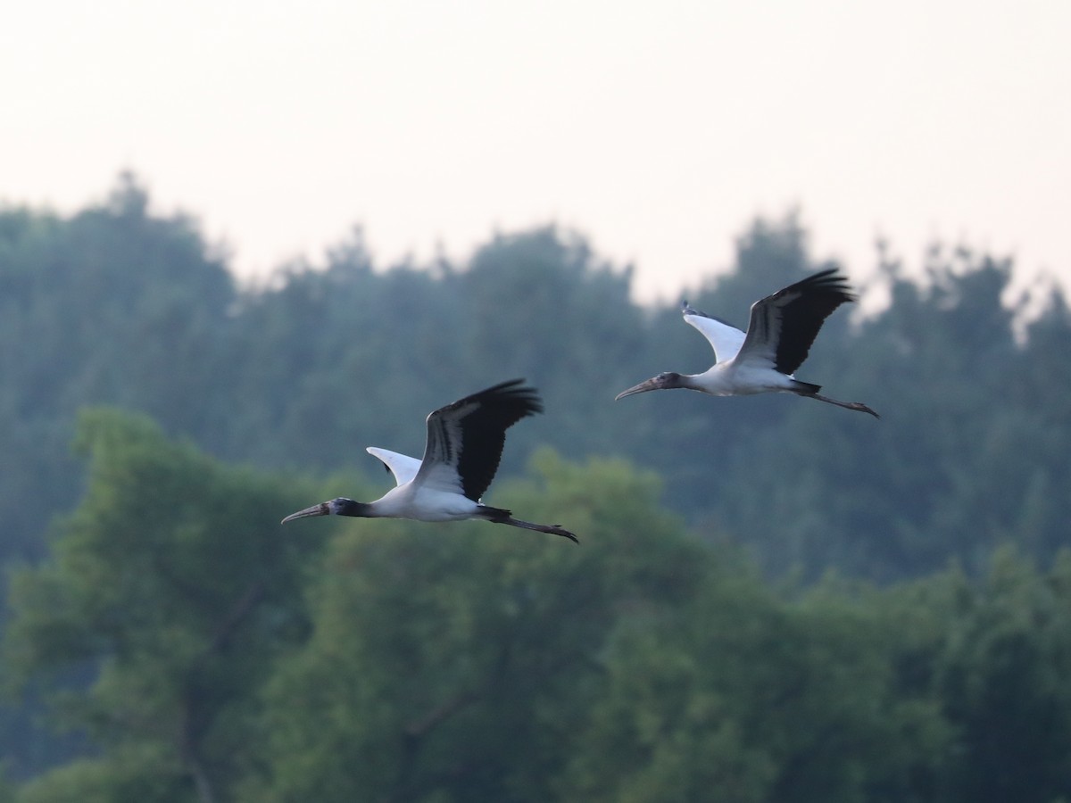 Wood Stork - Daniel Hinnebusch