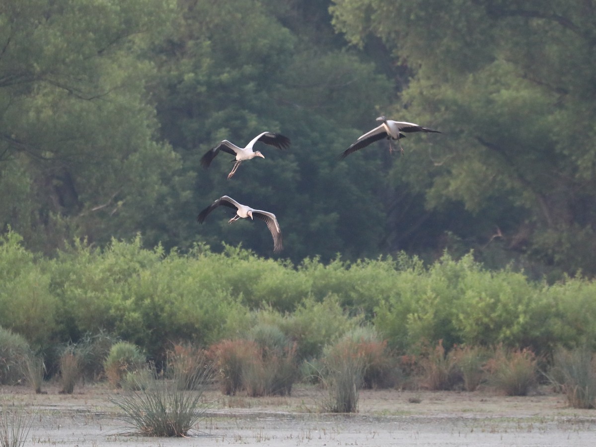 Wood Stork - ML486886031