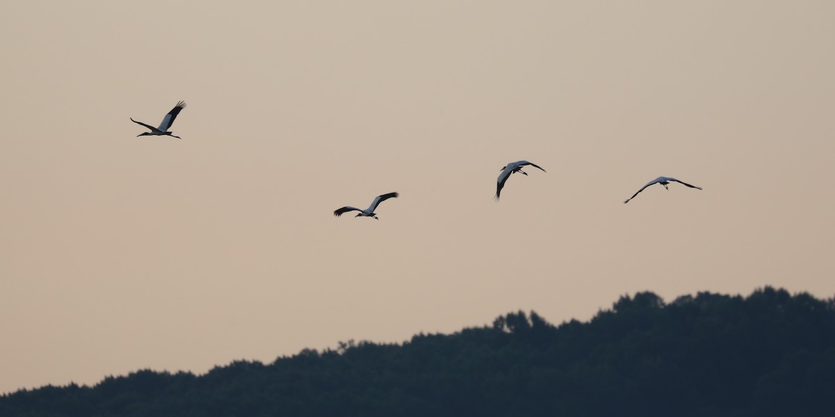 Wood Stork - Daniel Hinnebusch