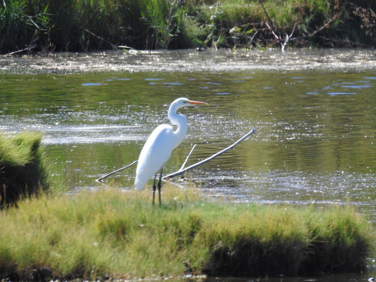 Great Egret - ML486886591