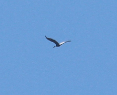 Sandhill Crane - ML486887901