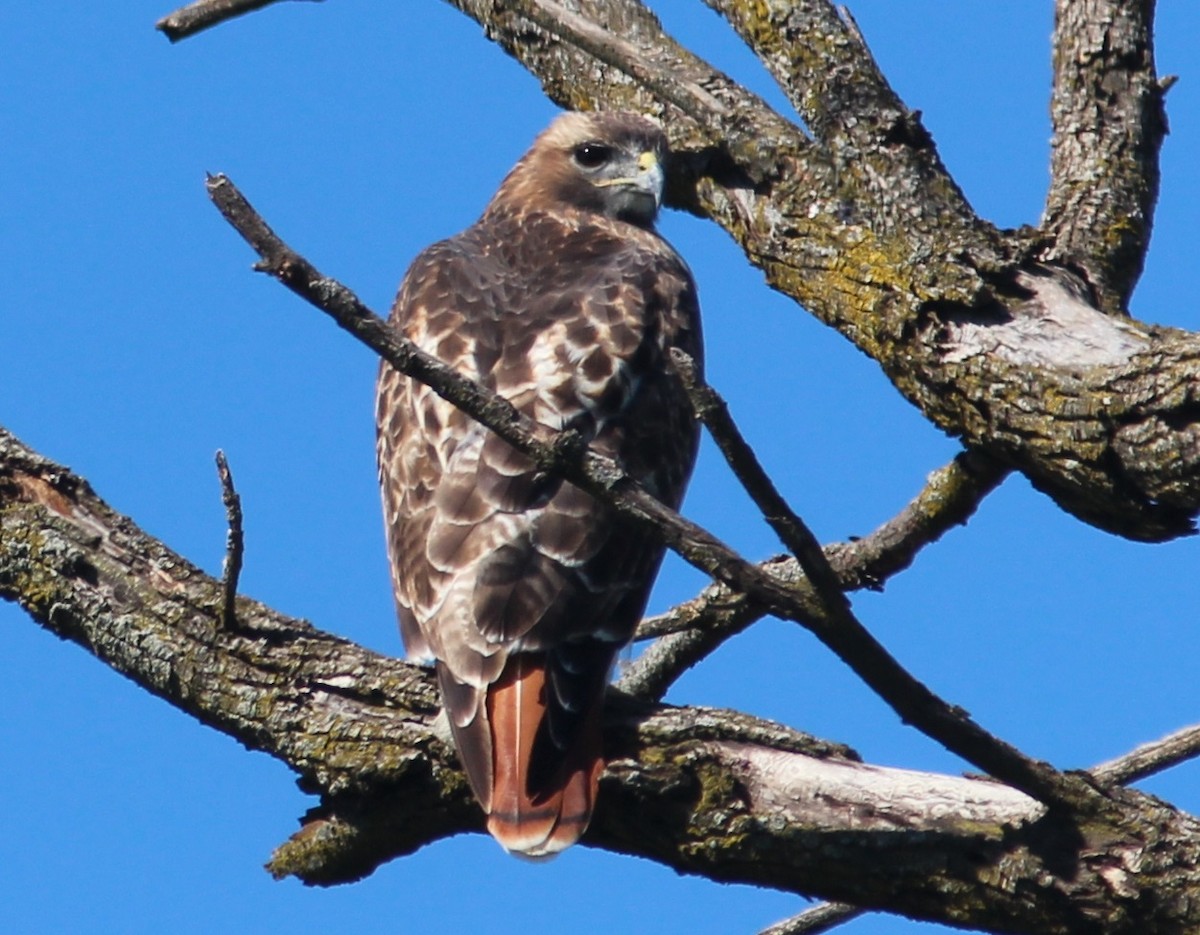 Red-tailed Hawk - ML486888031