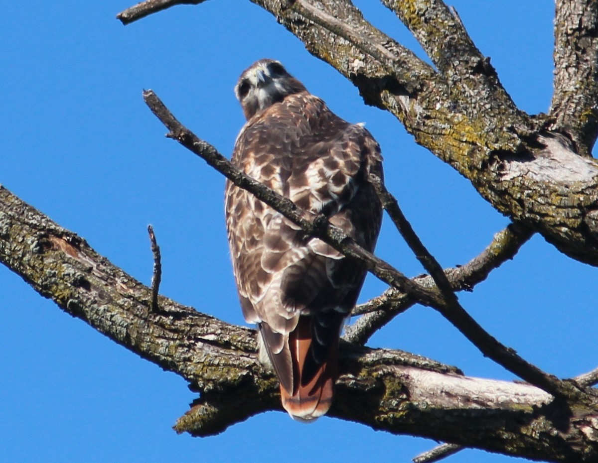 Red-tailed Hawk - ML486888041