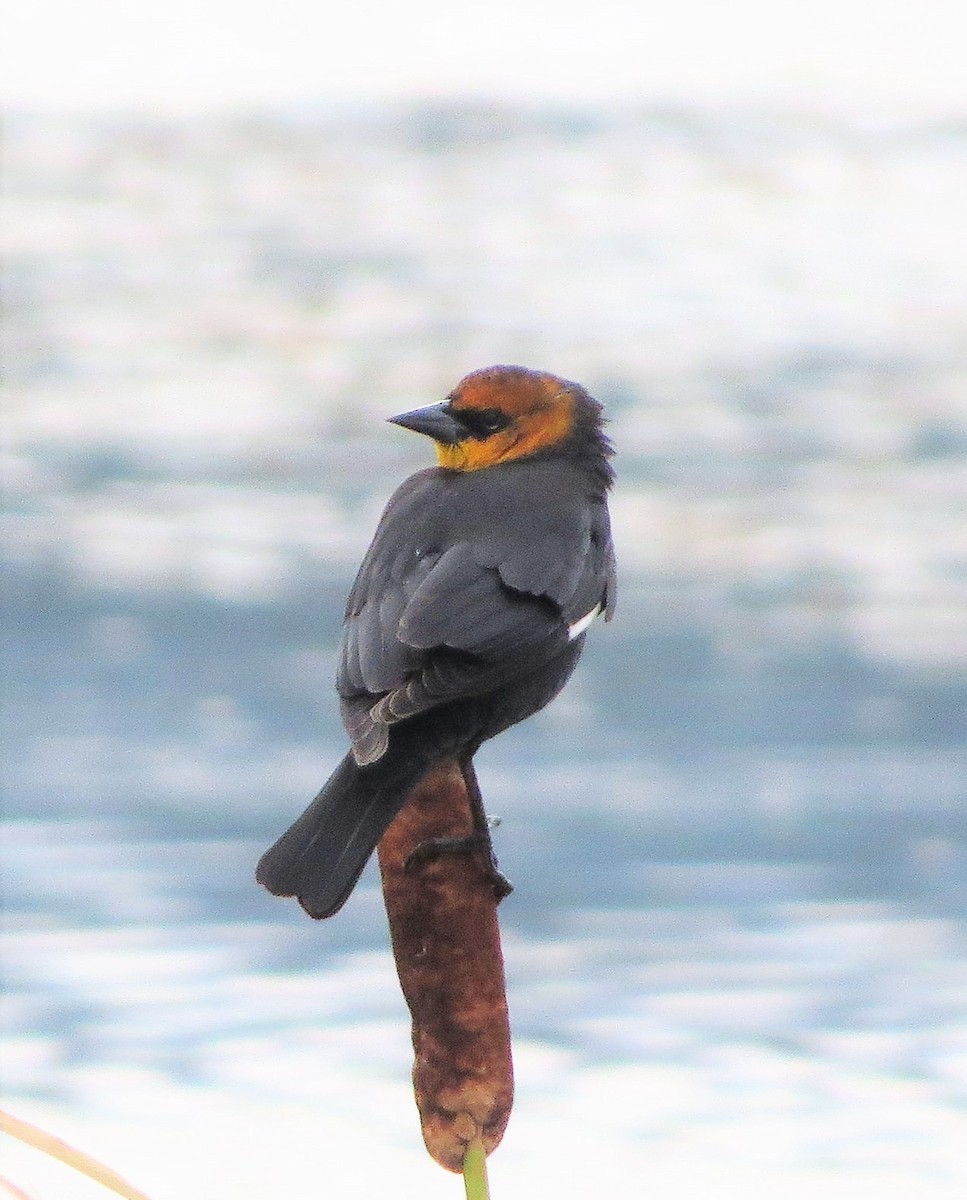 Yellow-headed Blackbird - Dave Russum