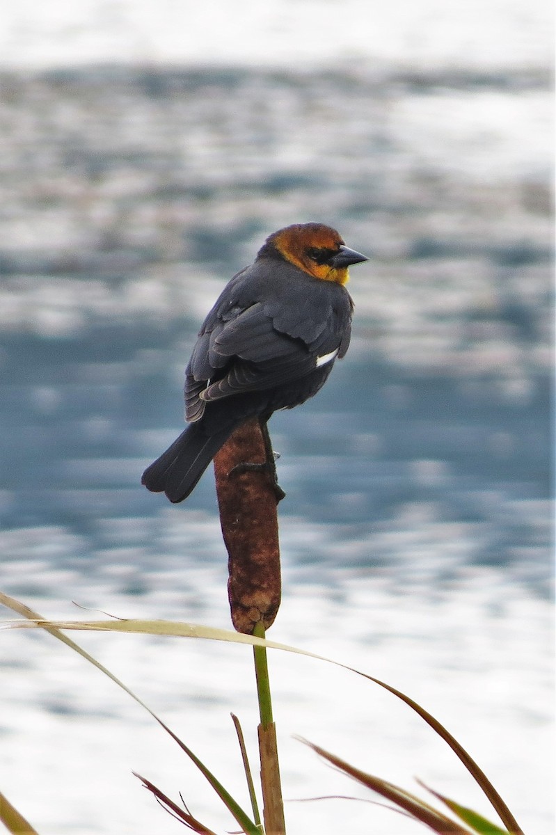 Yellow-headed Blackbird - Dave Russum