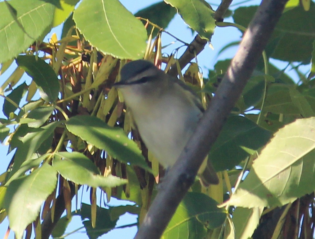 Red-eyed Vireo - ML486888271