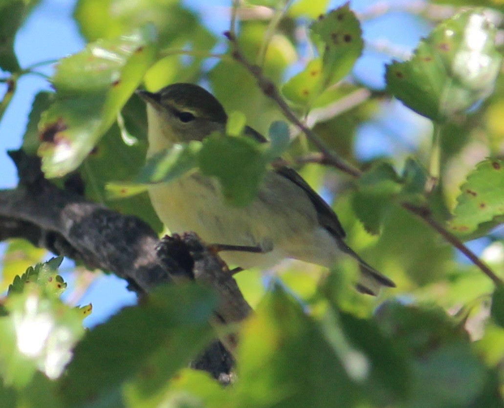 Blackpoll Warbler - David Carlson