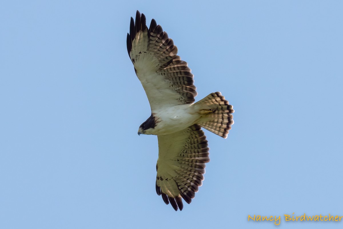 Short-tailed Hawk - ML486889281