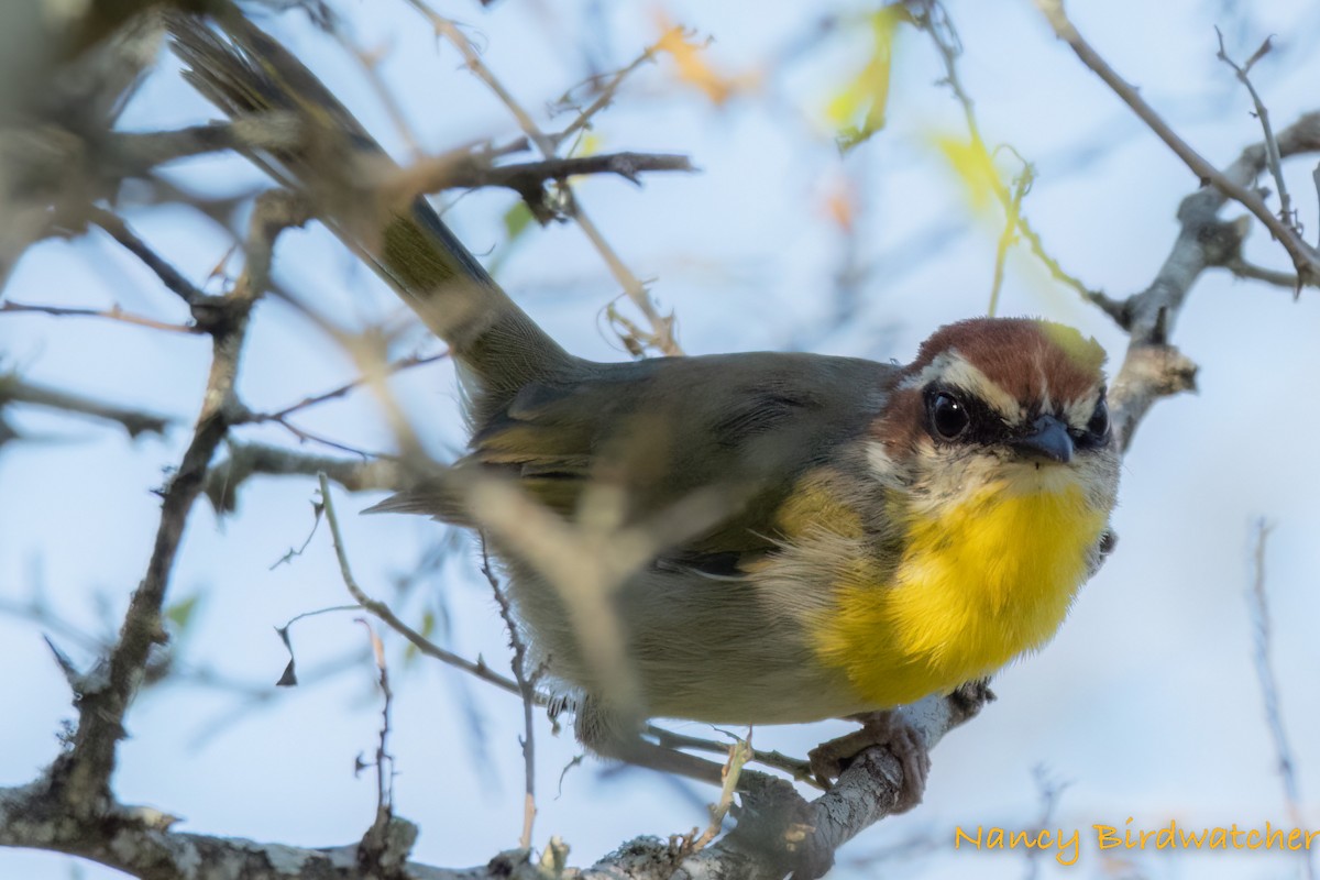 Rufous-capped Warbler - ML486889391