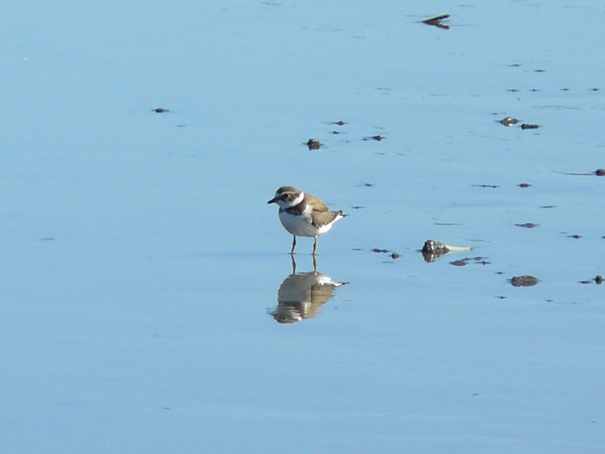 Semipalmated Plover - ML486891021