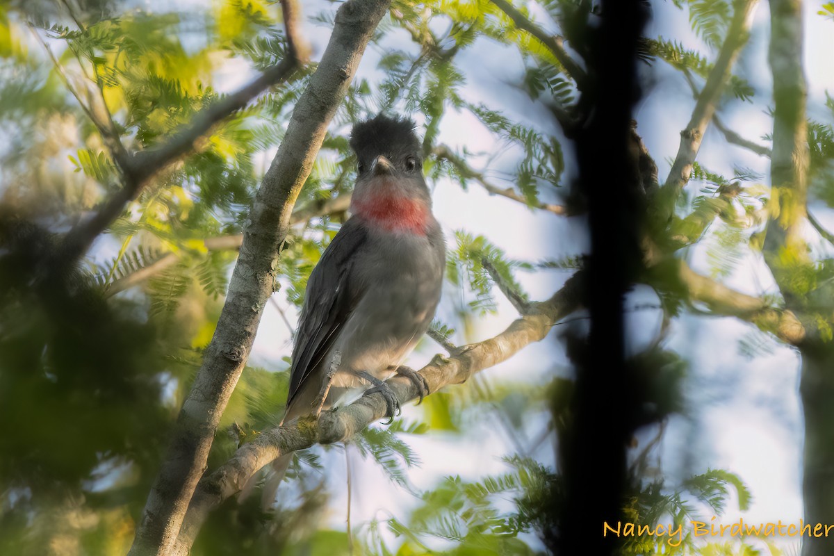 Rose-throated Becard - ML486891401