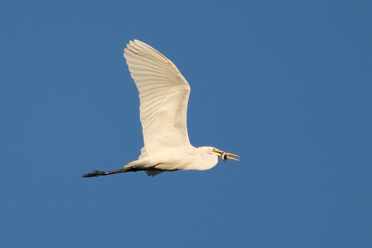 Great Egret - ML486891981