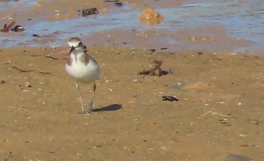 Greater Sand-Plover - ML486892411