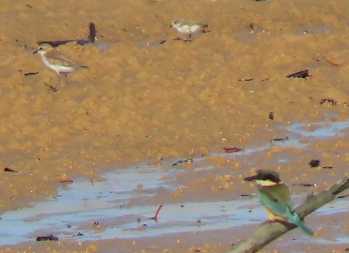 Red-capped Plover - ML486892431