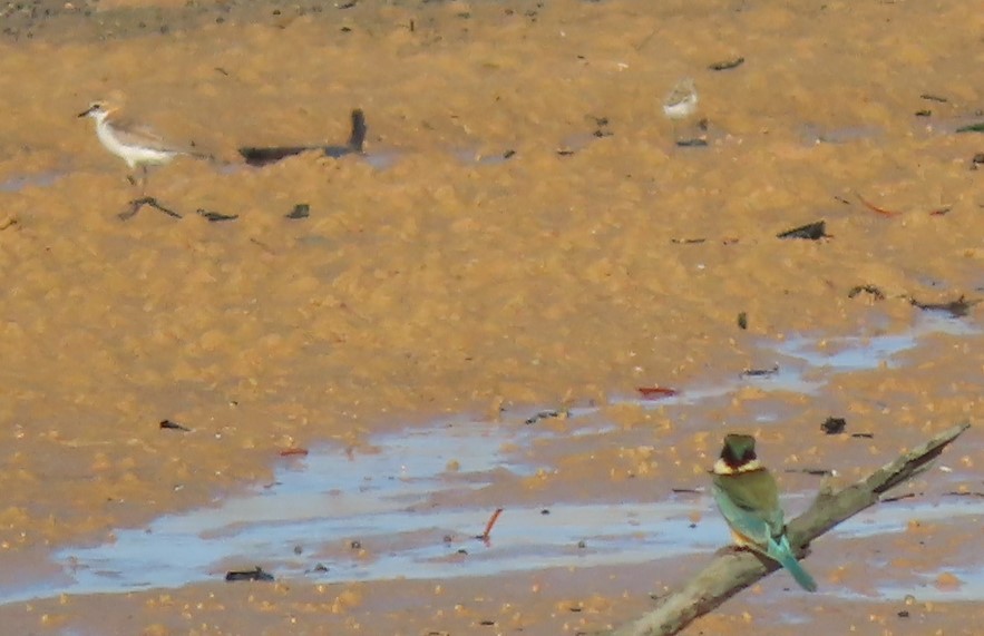 Red-capped Plover - ML486892441