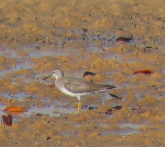 Gray-tailed Tattler - ML486892511