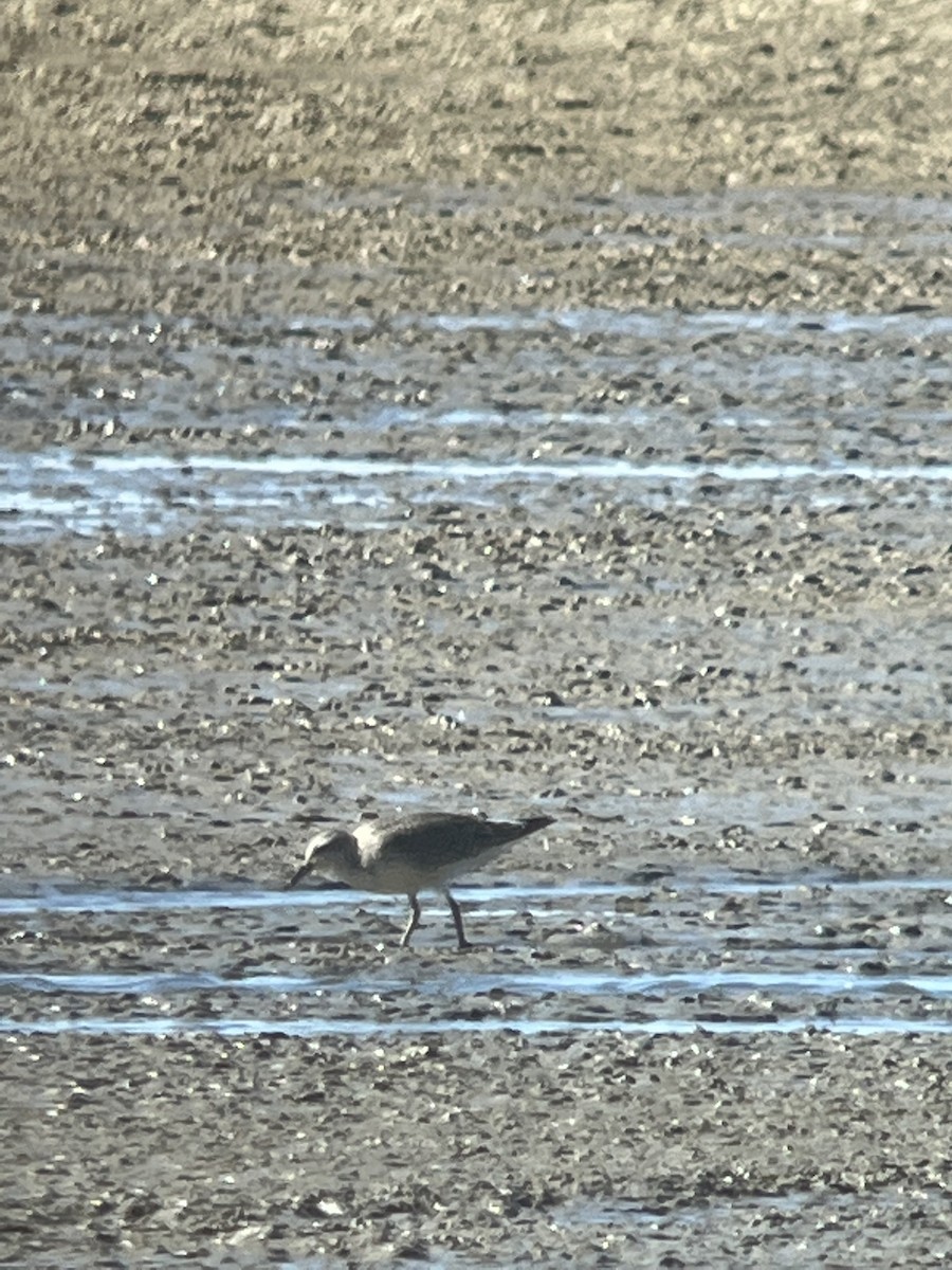 Red Knot - ML486892641