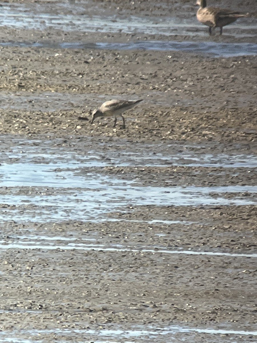 Red Knot - ML486892671