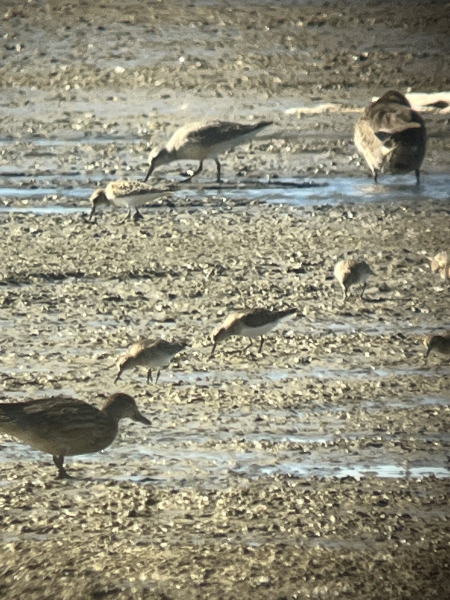 Red Knot - ML486892681