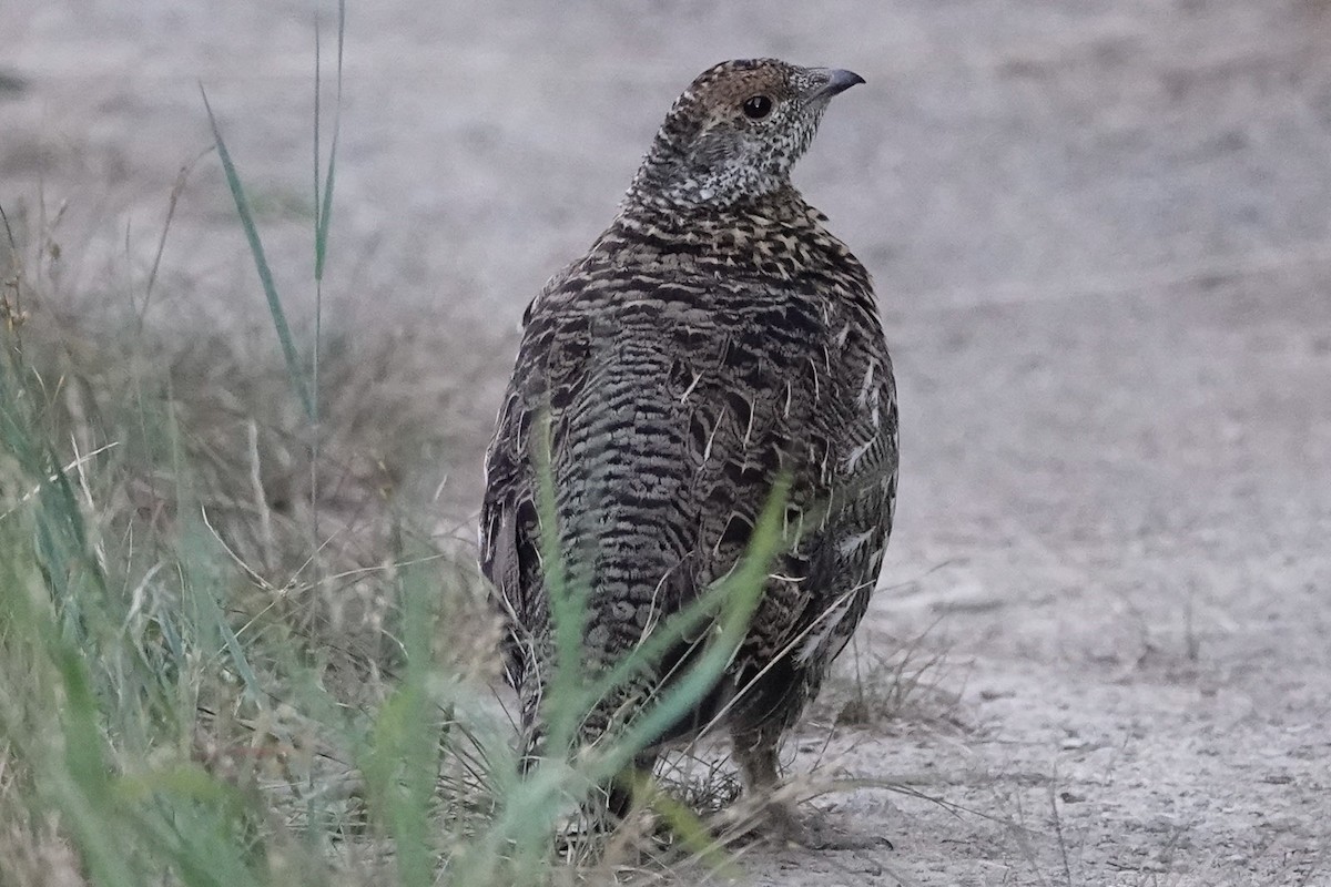 Spruce Grouse - ML486893021