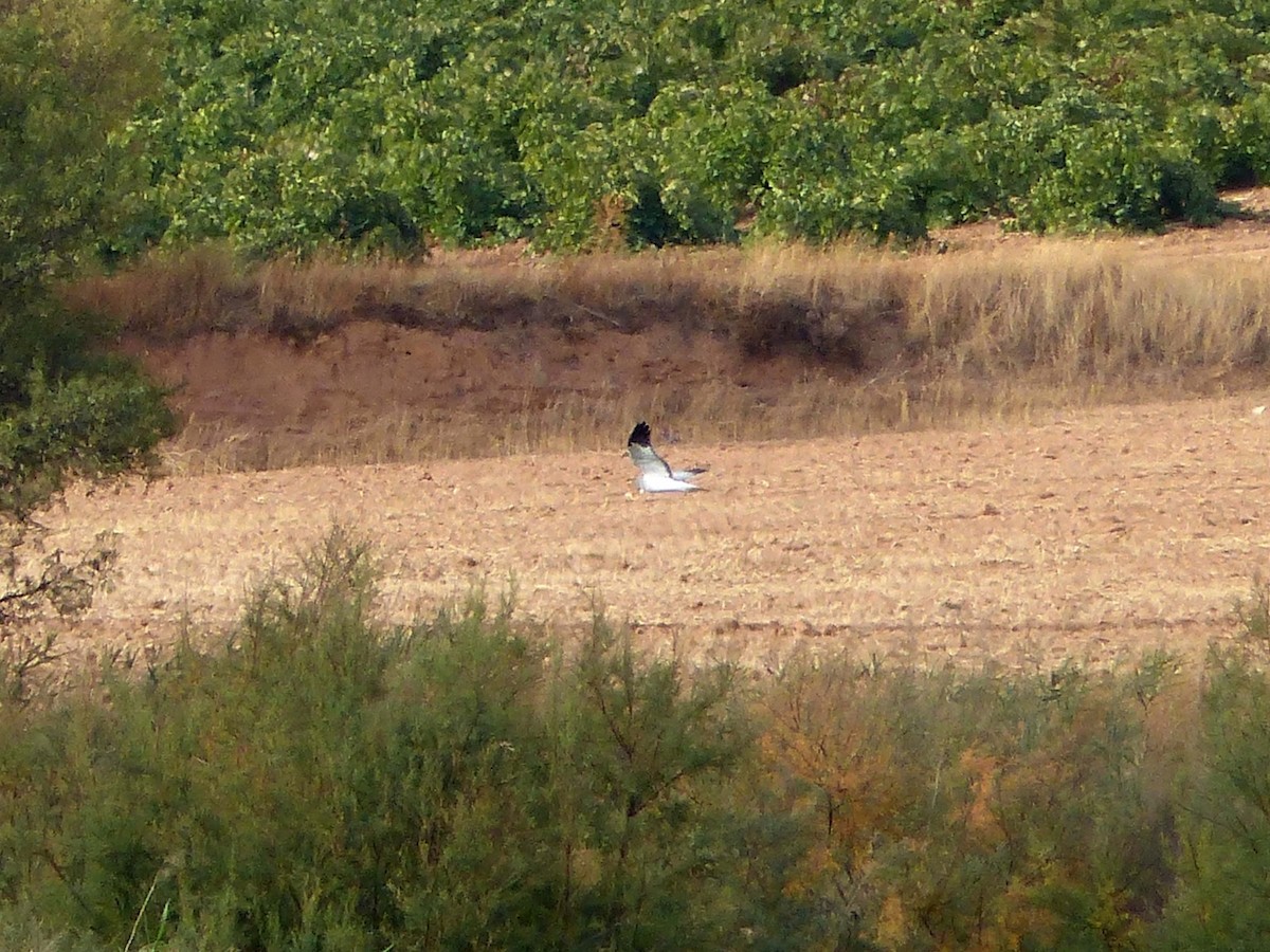 Hen Harrier - ML486893421