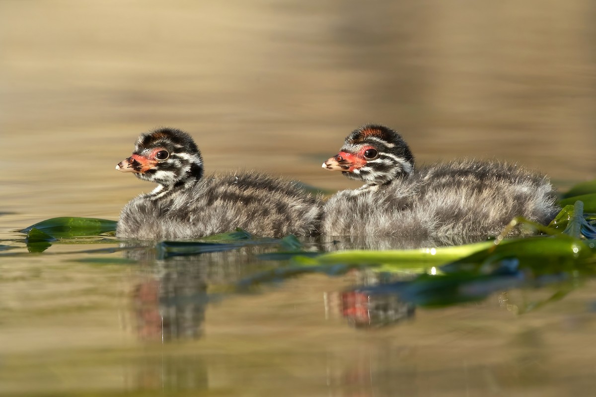 Australasian Grebe - David Irving