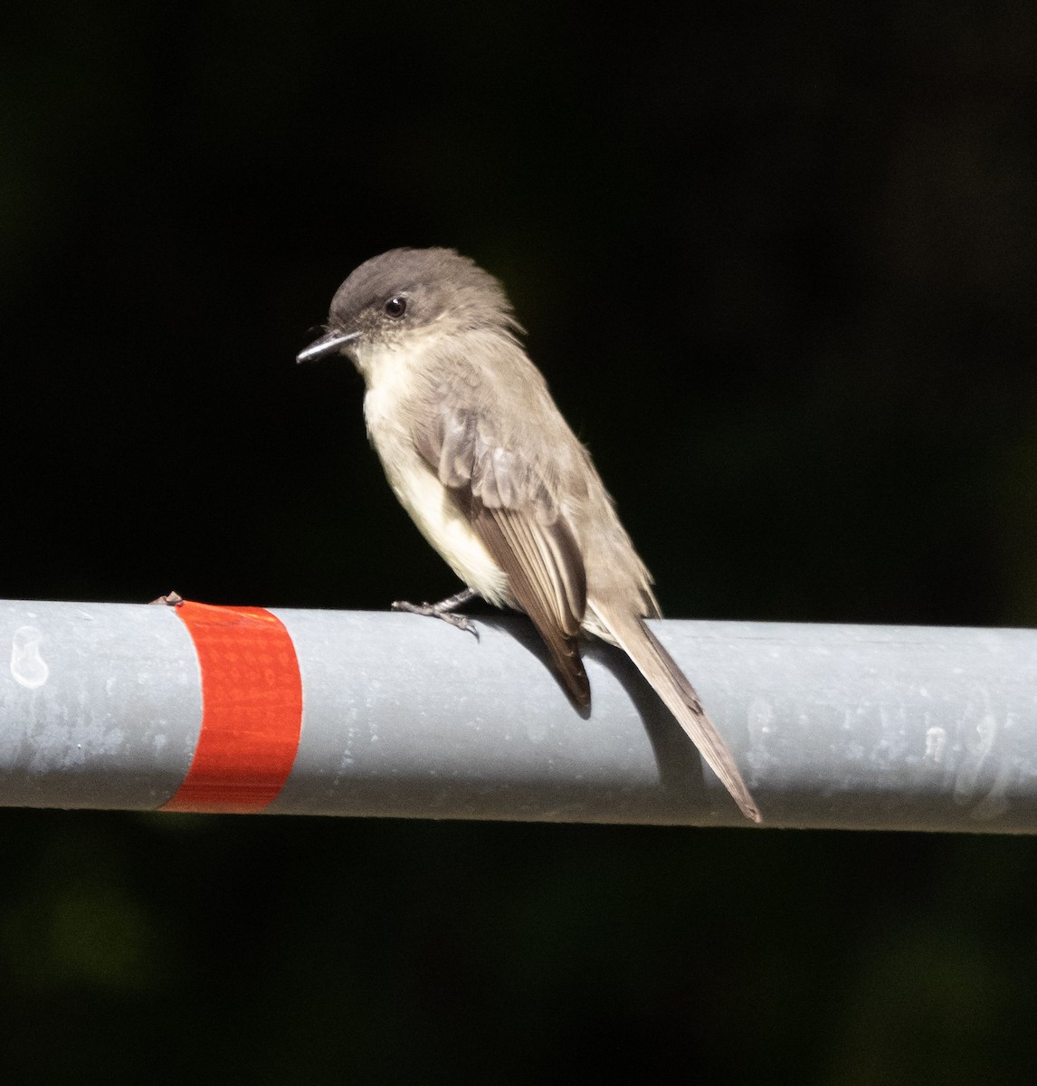 Eastern Phoebe - ML486894871