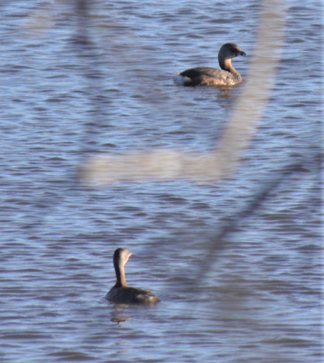 Pied-billed Grebe - Liz Almlie