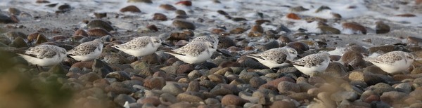 Sanderling - Franklin Haas