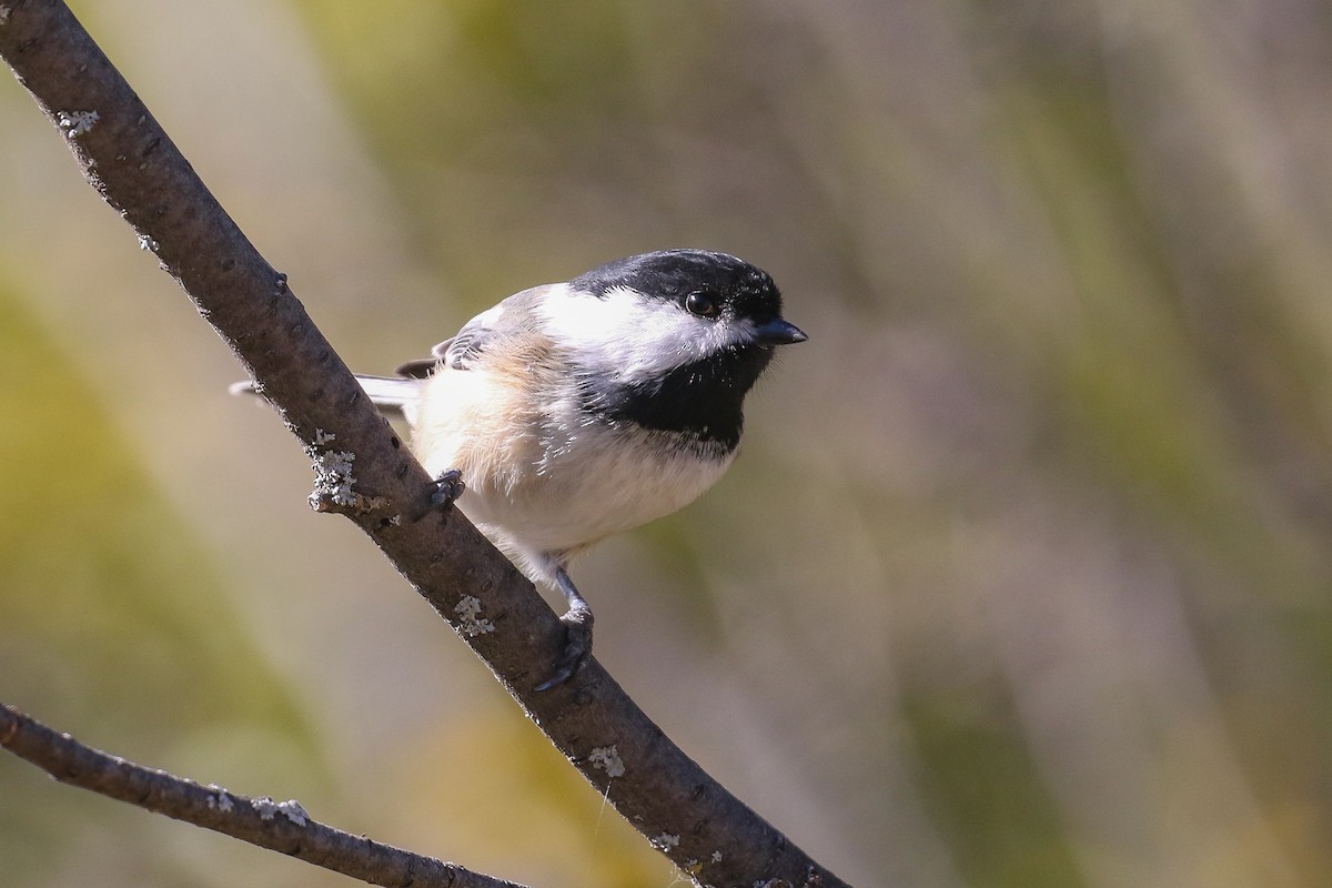 Black-capped Chickadee - Ethan Denton