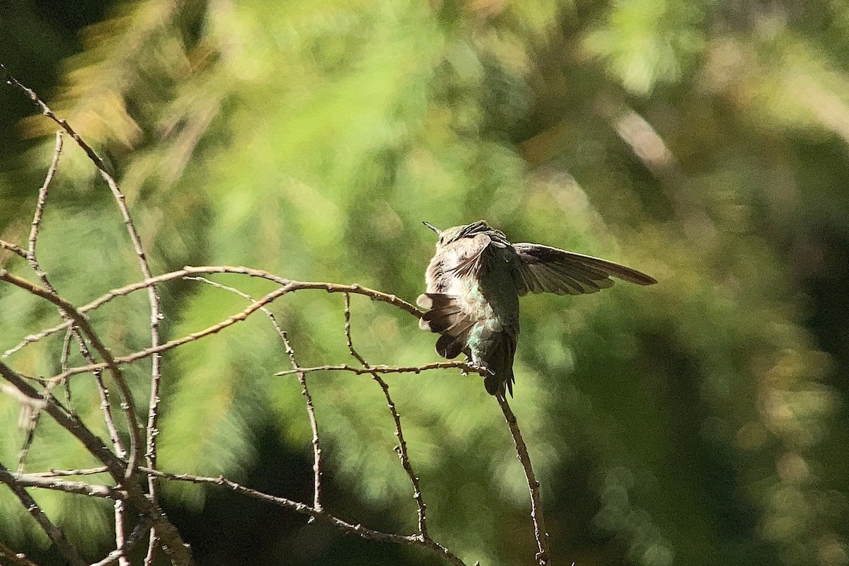 Anna's Hummingbird - ML486896841