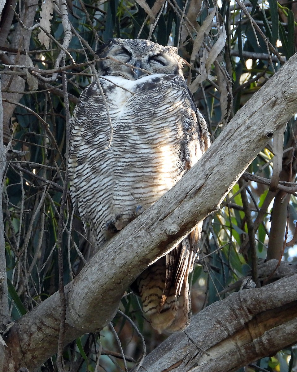 Great Horned Owl - ML486897111