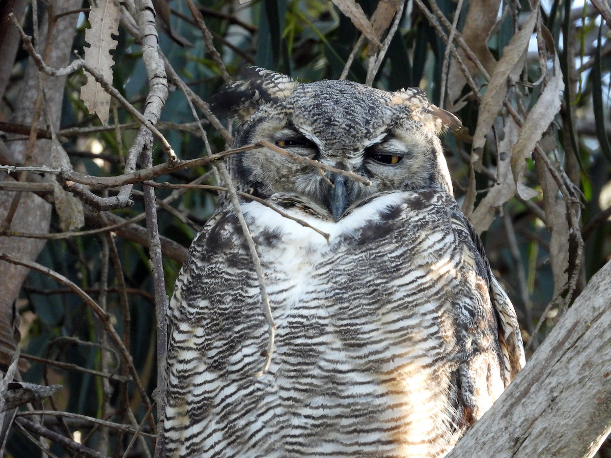 Great Horned Owl - ML486897121