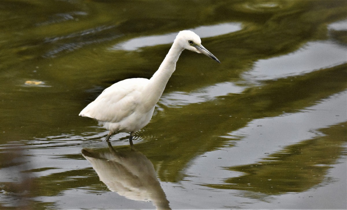 Little Blue Heron - Lee Adam