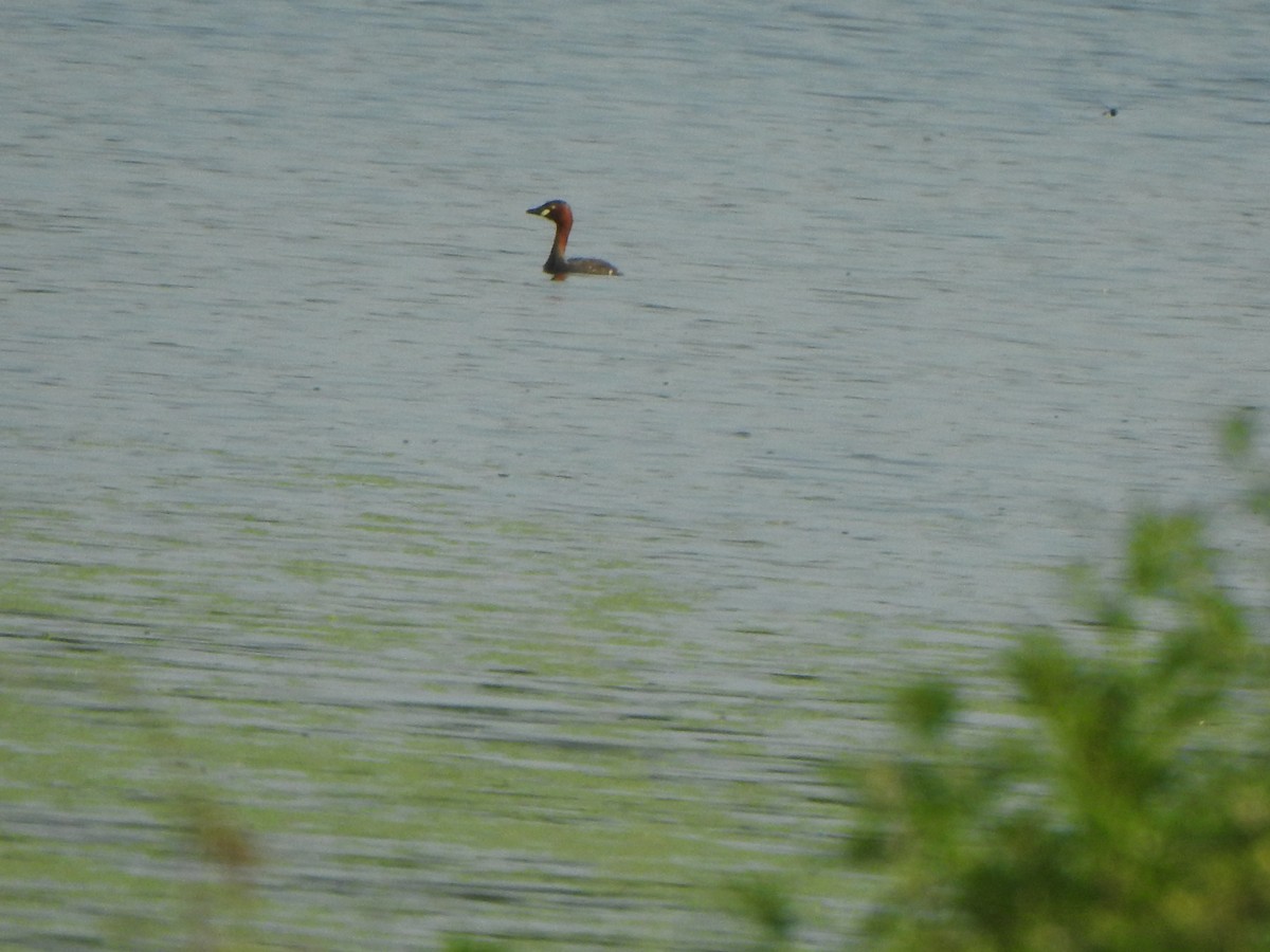 Little Grebe - ML486899741