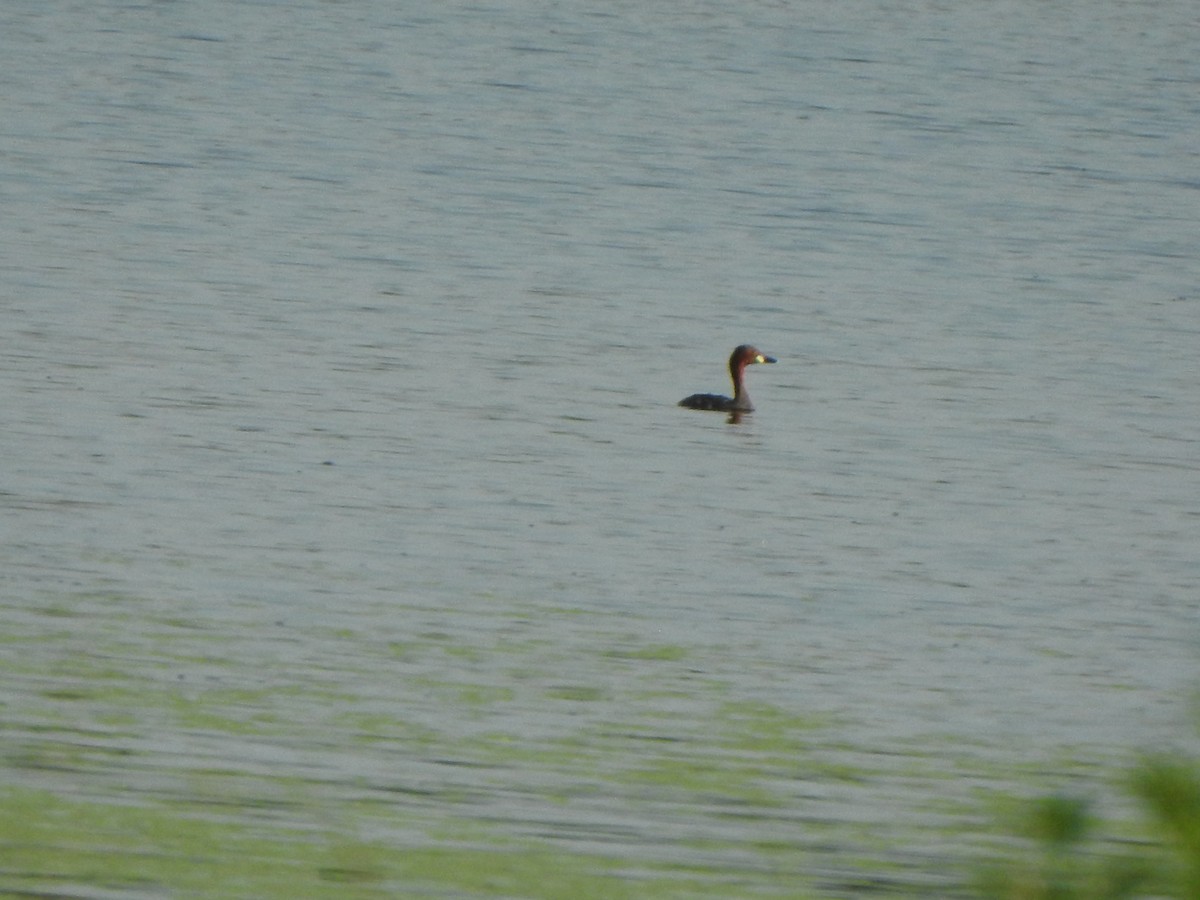 Little Grebe - ML486899751