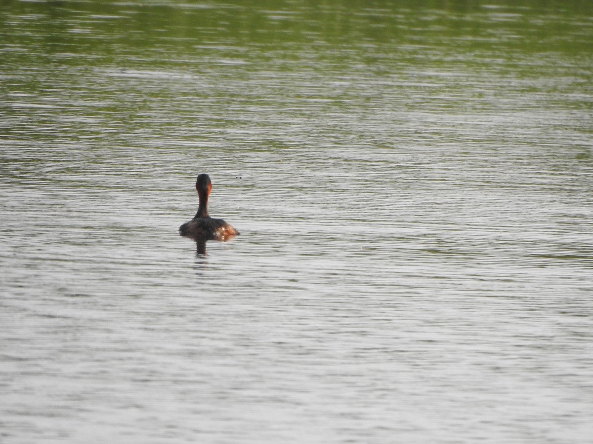 Little Grebe - ML486899771