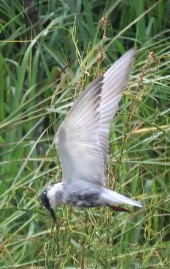 Whiskered Tern - ML486899861