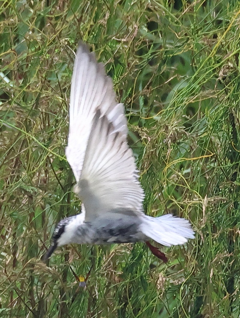 Whiskered Tern - ML486899891