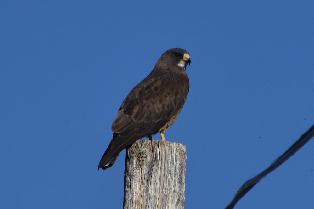 Swainson's Hawk - ML486900221