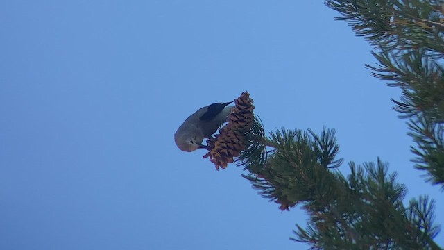 Clark's Nutcracker - ML486901461