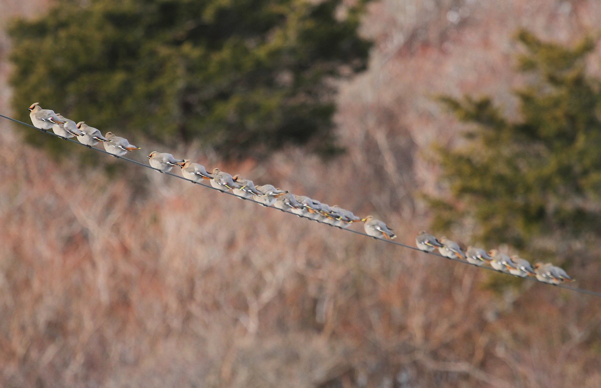 Bohemian Waxwing - ML48690231